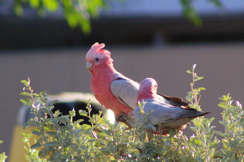 Pink Galahs, Australian Birds