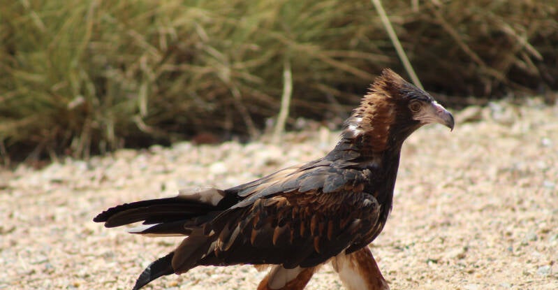 Wedge Tail Eagle