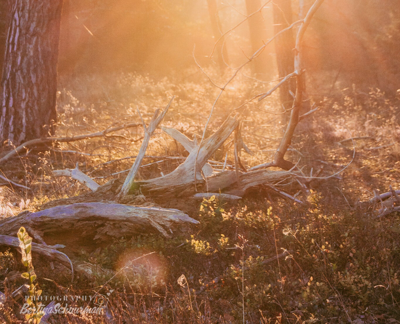 Gouden uur tussen de bossen Lemelerberg