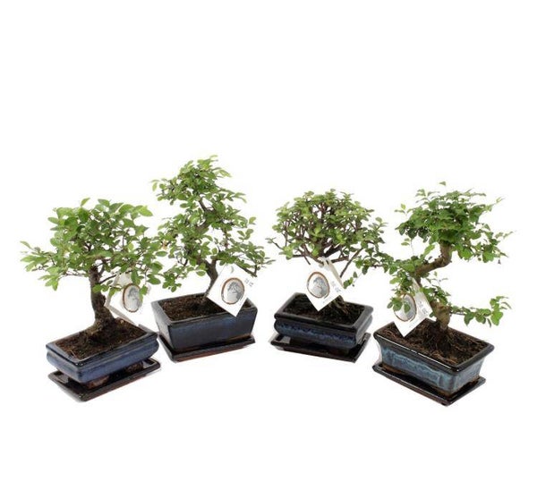 Mini Bonsai boompje, 2 voor €10,00
