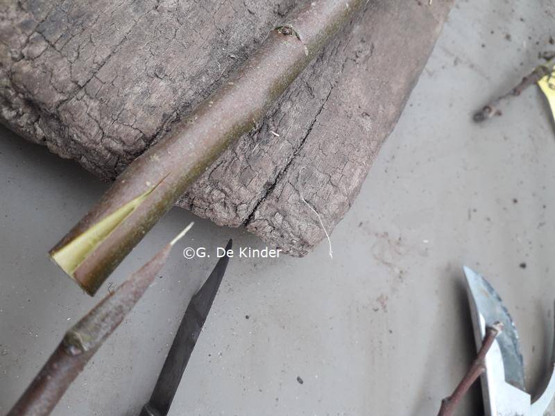 Ent en onderstam spievormig aangesneden