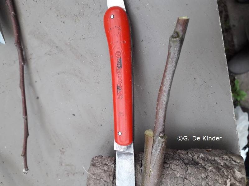 Driehoeksent op onderstam geplaatst