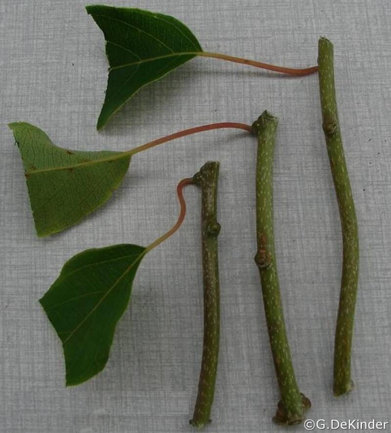 Kiwibessen vermeerderen dmv zomerstekken. Steklengte is ca 10 cm.