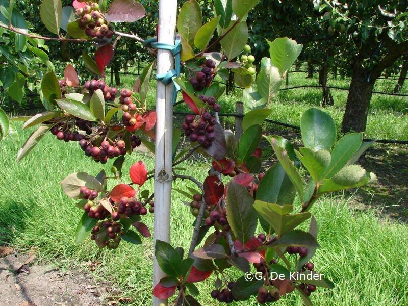 Aronia, appelbes met talrijke rode vruchtjes.