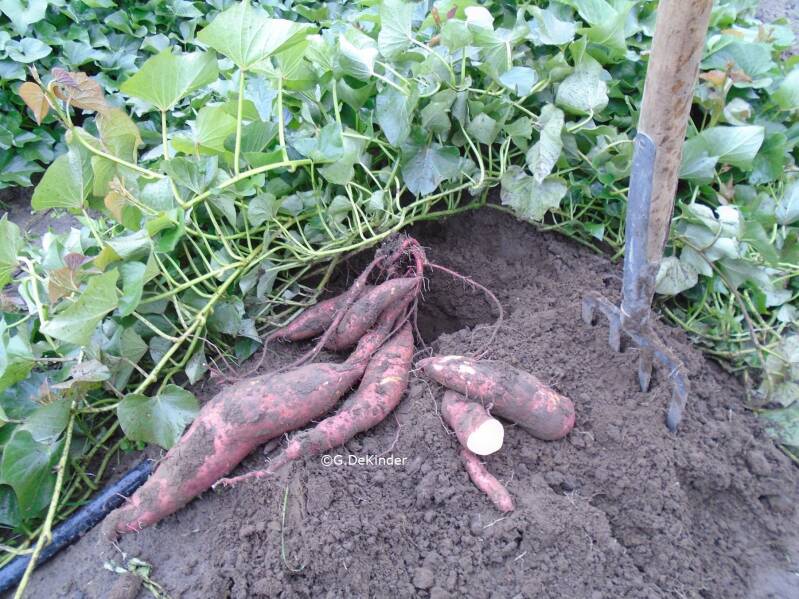 Oogsten van zoete aardappel, een bijzondere wortelgroente. Tuinhier voordracht.