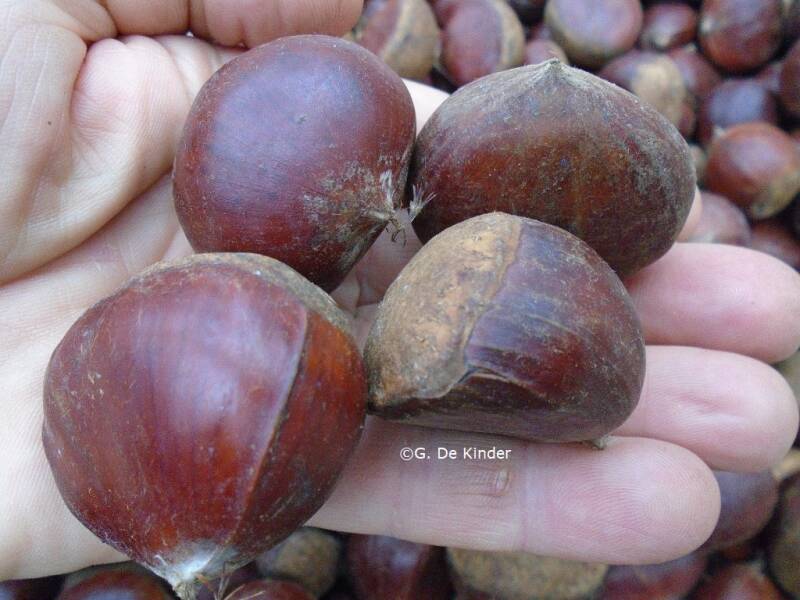 Tamme kastanje van de Castanea sativa