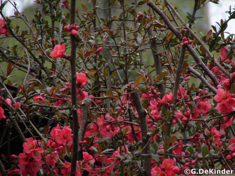 Chaenomeles japonica, Japanse kwee. Opvallend rode bloemen aan een laagblijvende doornige struik.