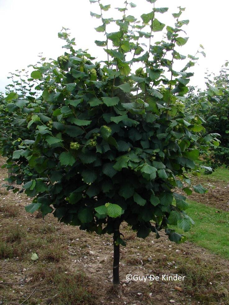 Hazelaar op stam te Brogdale (UK)