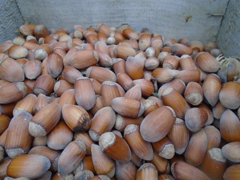 Hazelnoten van de hazelaar (Corylus avellana)