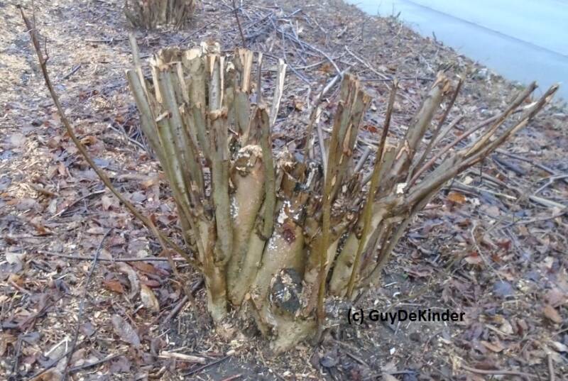 Dergelijke drasistische snoei zorgt ervoor dat je enkele jaren geen oogst hebt.