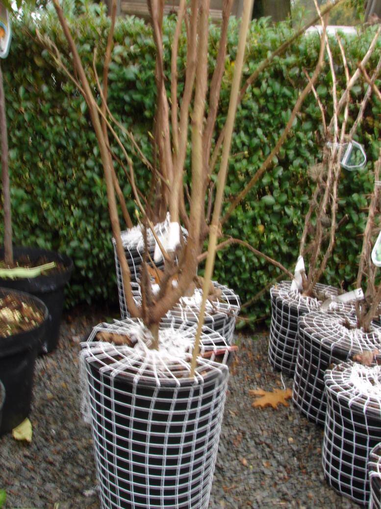 Plantgoed van struiken van hazelaars