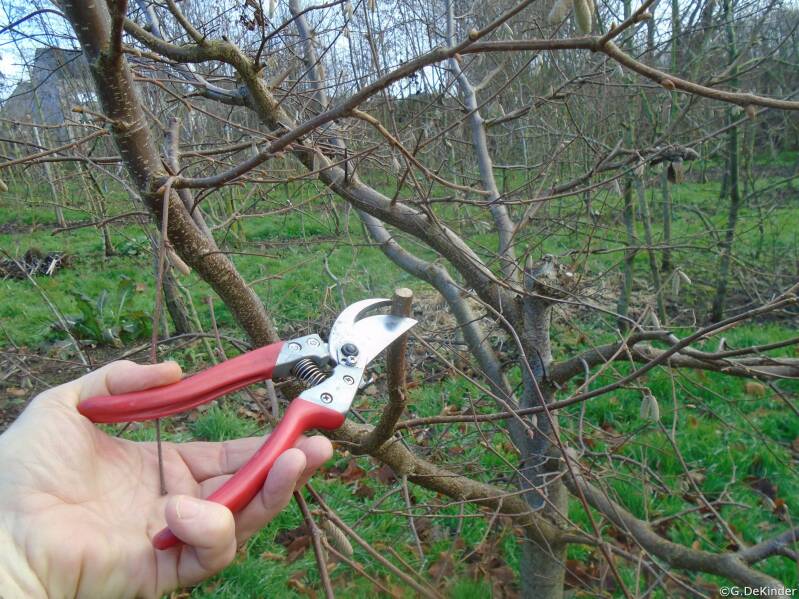 Onderhoudssnoei. Beperkte vruchthoutsnoei in januari. Te dik vruchthout wordt op stomp gesnoeid.