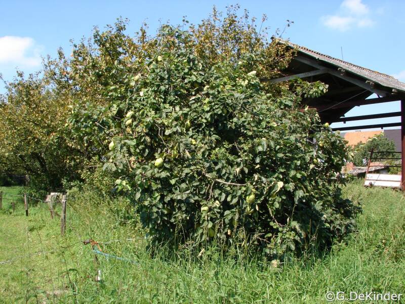 Grote kweeperenstruik te Baasrode