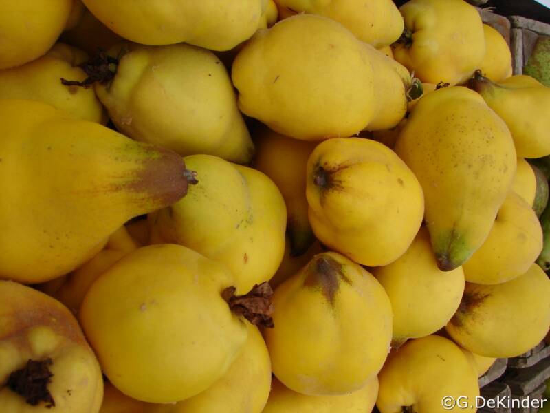 Opvallend grote en harde vruchten, met een aangename geur