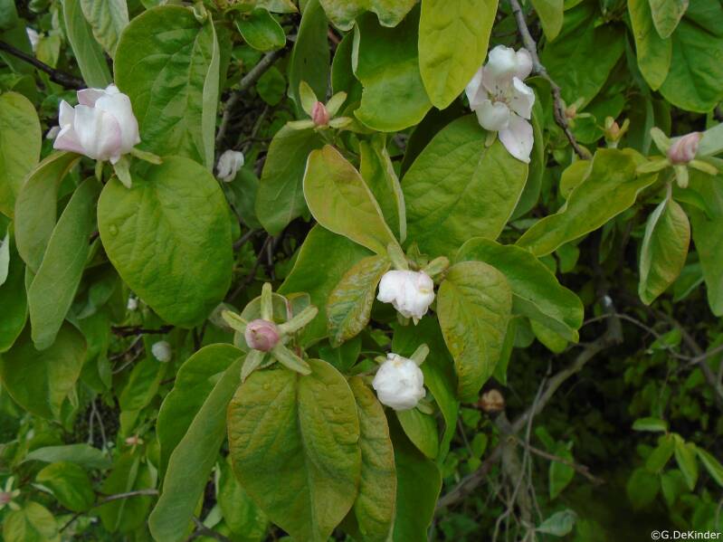 Opvallende bloemen van Kwee (begin mei)