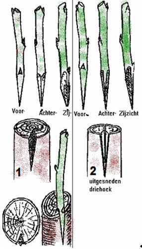 Stappenplan voor de driehoeksenting. Onderstammen zijn ca 2 cm dik.