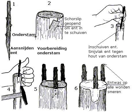 Verloop van het enten bij de kroongriffel of kroonenting.