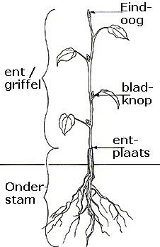 Afbeelding met ent, entplaats en onderstam.