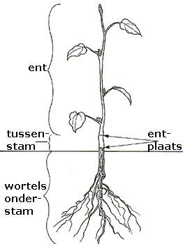 Afbeelding met entplaats, tussenstam, ent en onderstam.