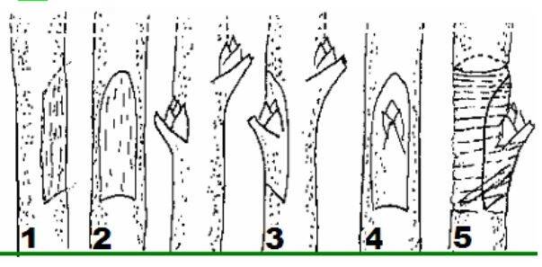 Verloop van oogenten of chipbudding