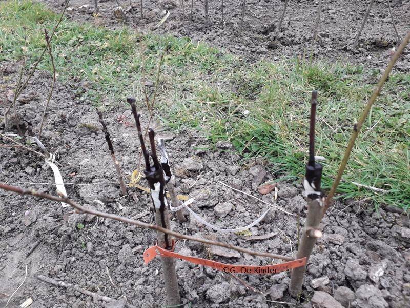 Enkele en dubbele spleetenting van pruimen  op Saint Julien A.