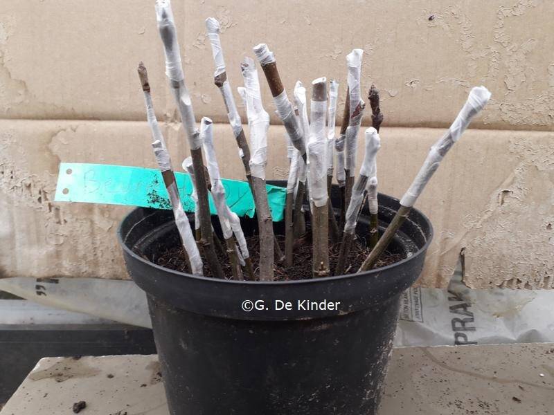 Handveredelingen worden tijdelijk in een pot met potgrond bewaard.