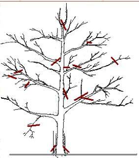 Tabel met overzicht onderstammen vanaf Actinidia tot Prunus avium (kersonderstam)