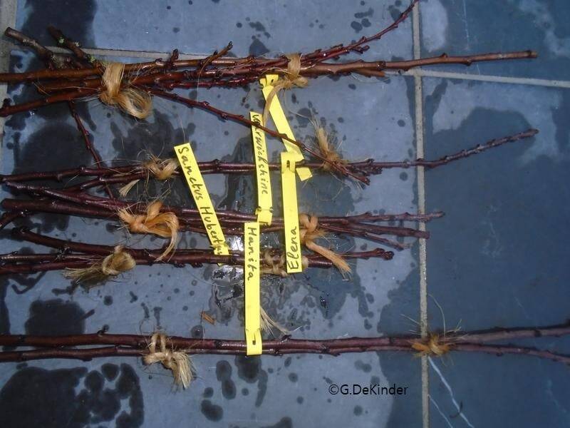 Enthout van pruimenrassen