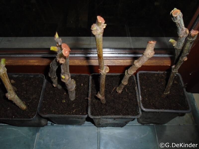 Vijgenstekken kan je best rechtstreeks in pot steken.