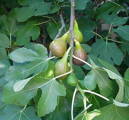 Vijgen (Ficus carica)