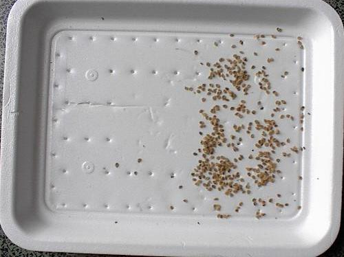 Goed gedroogde en losse tomatenzaden