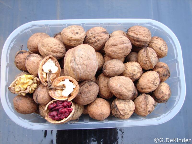 Diverse rassen van gewone walnoten of okkernoten. Walnotenboom of okkernotenboom (Juglans regia)