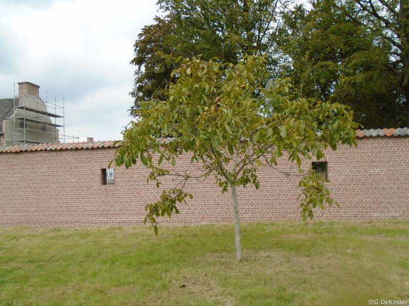 Mooie okkernotenboom in het Blauwe Kasteel te Scheldewindeke.