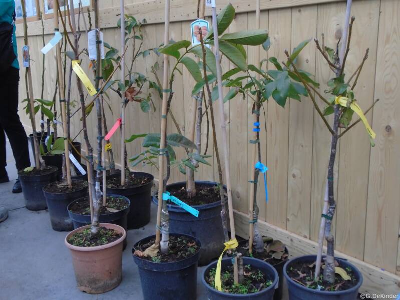 Grote keuze uit de geënte walnotenbomen om te planten