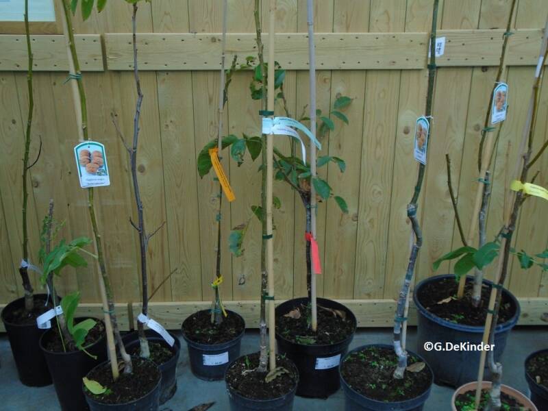 Diverse geënte notenboompjes