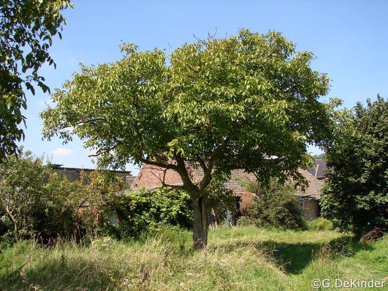 Oude zaailing van een okkernotenboom te Baasrode