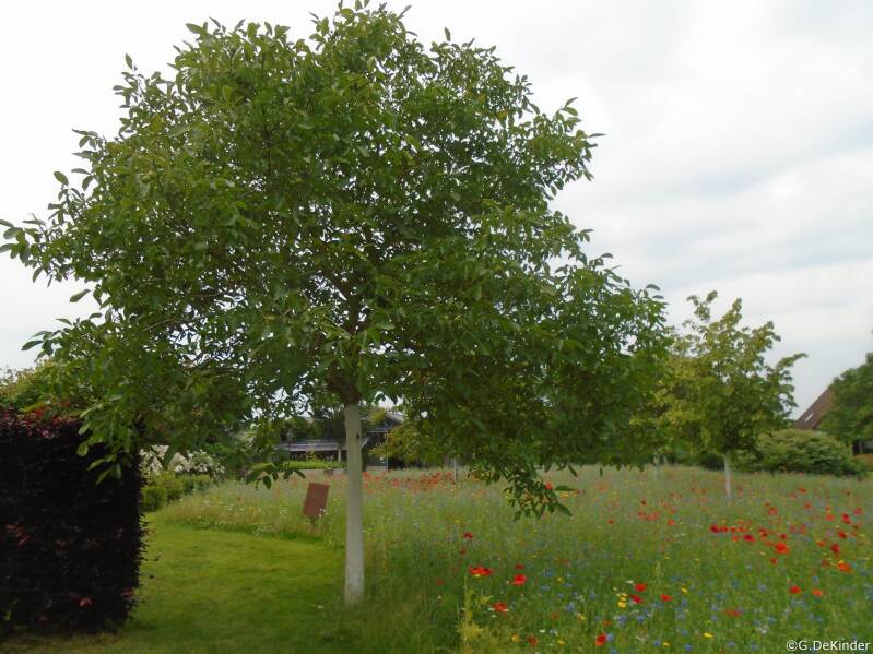 Mooie okkernotenboom bij P. Van Damme te Laarne. Een witgekalkte stam is minder vatbaar voor vorstscheuren en hitte.