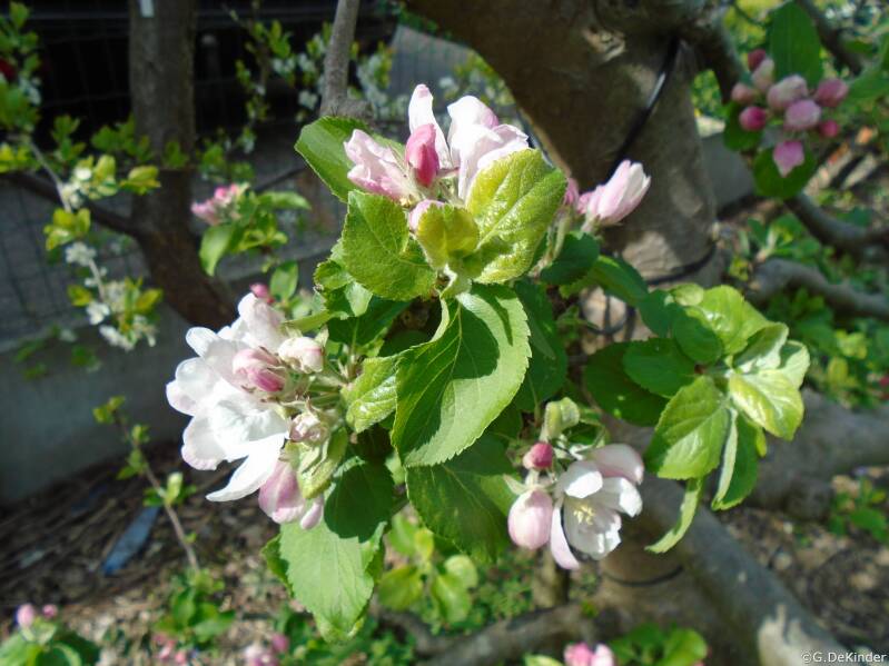 Bloeiende appelboom 'Alkmene' rond 20 april