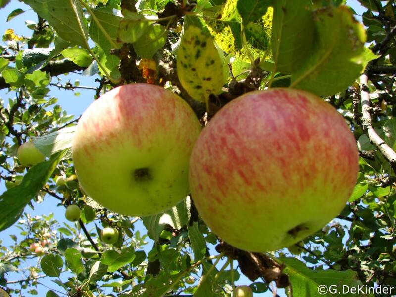 James Grieve heeft een rood gestreepte blos