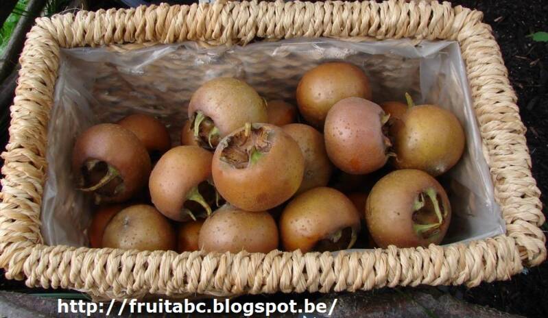 Mandje met iets onrijpe mispels (nov/dec)