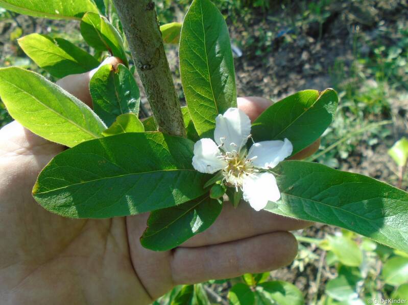 Langwerpige bladeren en witte bloemen in mei