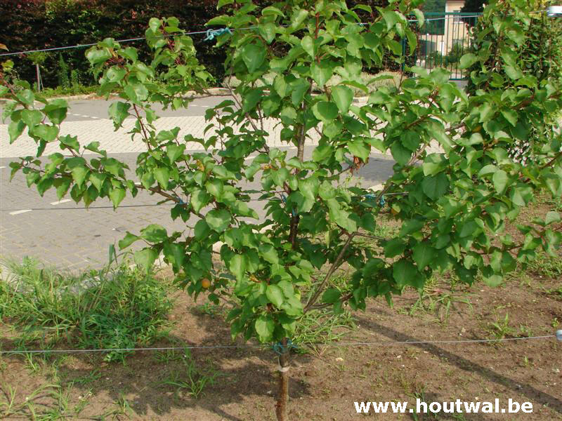 Leivorm op parking te Mechelen