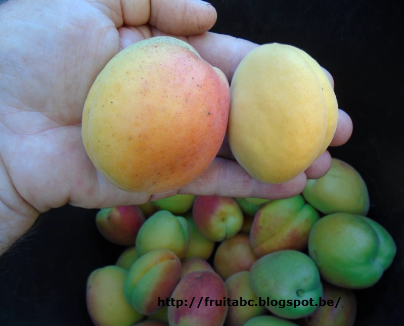 Kuresia kan heel productief zijn