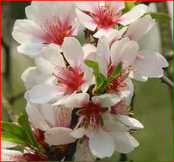 Aantrekkelijke roze bloemen in februari/maart.