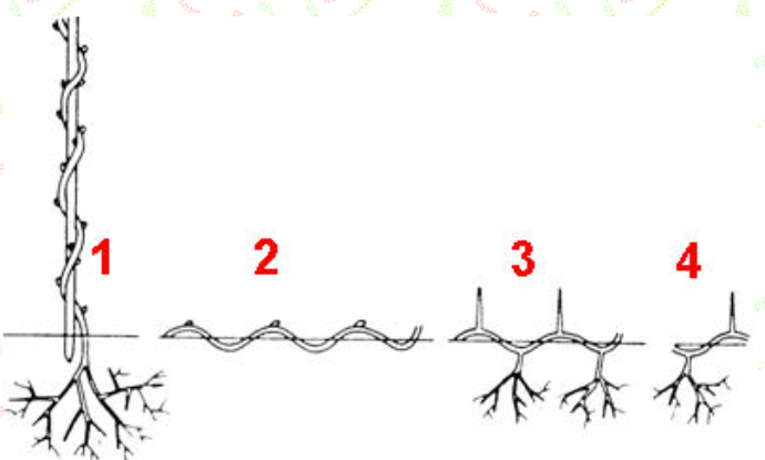 Slangvormig afleggen voor klim- en leiplanten