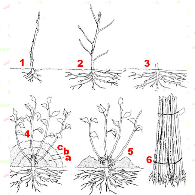 Marcotteren door aanaarden voor fruitboomonderstammen