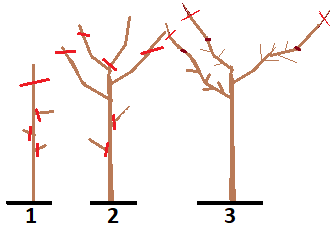 1. Snoei 1ste jaar  2. Snoei 2de jaar 3. Snoei 3de jaar.