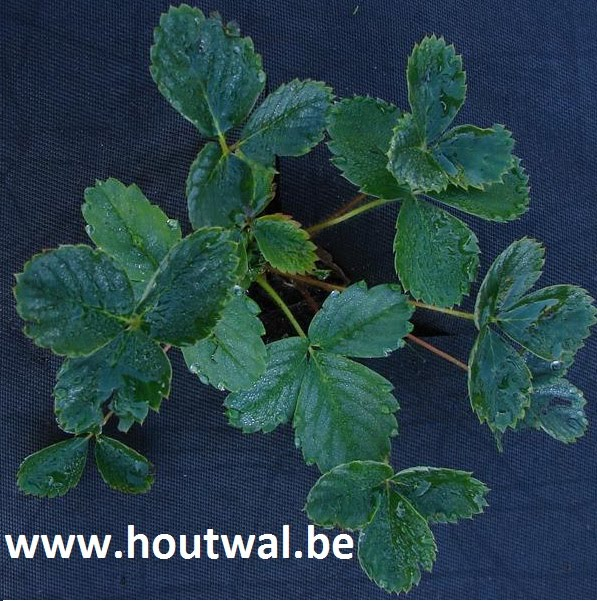 Aardbeiplant met vele mooie bladeren