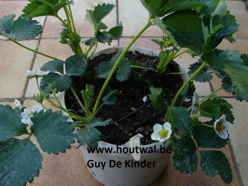 Emmerteelt met doordragende aardbeien. Plant ca 4 planten in een emmer.