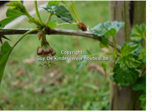 Bloempjes van de kruisbes (Ribs uva-crispa)